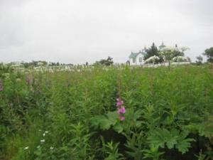 Russian Orthodox church and cemetery at Ninilchik 2012