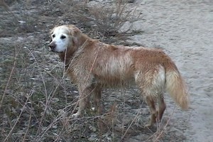 Copperfield loved water!