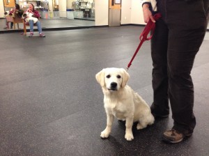 Completing Puppy School.