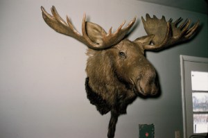 Mom's Moose