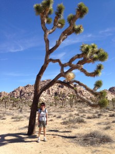 Joshua Tree