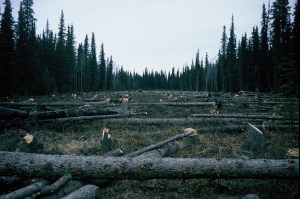 "Proving up" an 80-acre Alaska homestead. 