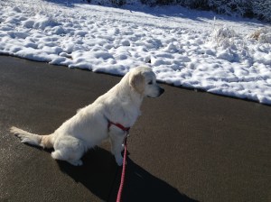 Taffy watching the deer. 