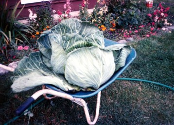 Cabbage in wheel barrow