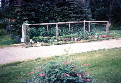 Garden beside by chicken coop